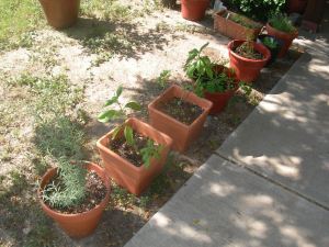 my container herb garden